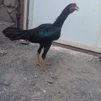 جوجه خروس لاری