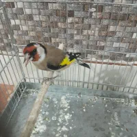 یک عدد سهره بسیار زیبا خوشکل قواره دار|پرنده|ملارد, |دیوار