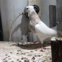 کبوتر طوقی ماده