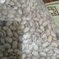 لوبیا پا کوتاه درجه یک هم برای کشت وهم برای پخت