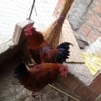 خروس محلی|حیوانات مزرعه|شیروان (خراسان), |دیوار