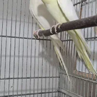 عروس هلندی نر،لوتینو نر