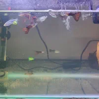 آکواریوم با تمام وسایل