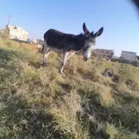 فروش الاغ|حیوانات مزرعه|فسا, |دیوار