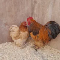 با سلام فروش یک ست مرغ و خروس کوشین|حیوانات مزرعه|بومهن, |دیوار