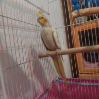 عروس هلندی ماده بالغ