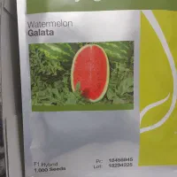 بذر هندوانه|عمدهفروشی|کازرون, |دیوار