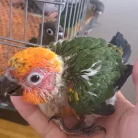 طوطی خورشیدی سرلاکی (سانکور)