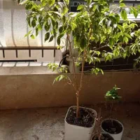 ۱۰۵متر کلنگی در۲طبقه باز سازی شده وقابل استفاده