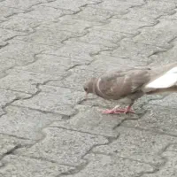 جوجه هیچ پری دمسفید و یهودی