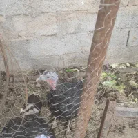 بوقلمون ماده به شرط تخم|حیوانات مزرعه|رفسنجان, |دیوار