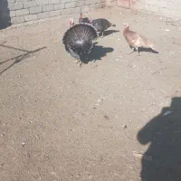 گوشتی بوقلمون|حیوانات مزرعه|خوی, |دیوار