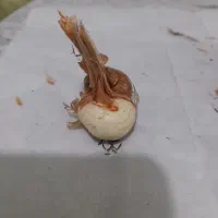 فروش پیاز زعفران قائنات با تخفیف فوری|خدمات باغبانی و درختکاری|قزوین, |دیوار