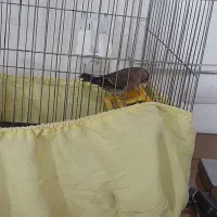 سهره قناری نر|پرنده|مشکین‌دشت, |دیوار