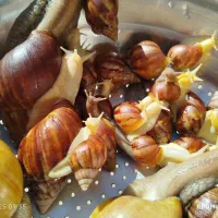 فروش فوق‌العاده حلزون سالم|خزنده|شیراز, ظفرآباد|دیوار