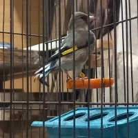 سهره کرمونی ماده