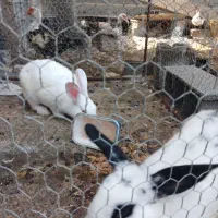 خرگوش ۱ ساله (فوری)