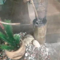 آکواریوم ماهی|ماهی|فردیس, نسترن غربی|دیوار