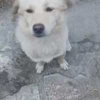 پیدا‌شد