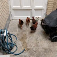 مرغ|حیوانات مزرعه|بهبهان, |دیوار