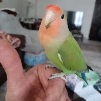 دو عدد طوطی برزیلی نر ماده رام