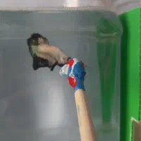 فروش فایتر پلاکت وهافمون