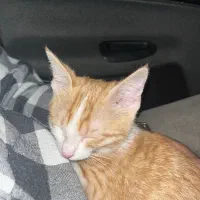 واگذاری گربه نارنجی|گربه|تهران, ائمه اطهار|دیوار