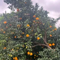 پرتقال تامسون|خوردنی و آشامیدنی|چابکسر, |دیوار