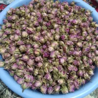 غنچه گل محمدی