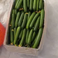 خیار درجه یک گلخانه ای|عمده‌فروشی|ری, سیزده آبان|دیوار