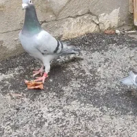 کبوتر مسافتی پلاکی