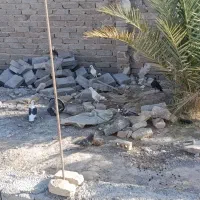 تعدادی کفتر