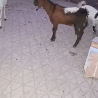 دوتا  کره گسفندچبش ناز سرحال  براکشتن واداشتی