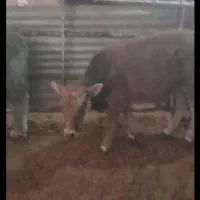 دو راس گوساله نر