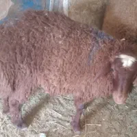 بره قوچی درجه یک
