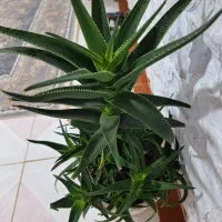 گل کاکتوس آلوورا