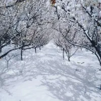 فروش دهمن باغ اهوانوچشمه غلامان
