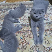 گربه اسکاتیش فولد بلو|گربه|شاهرود, |دیوار