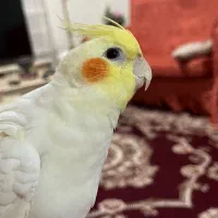 عروس هلندی نر