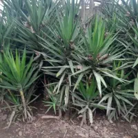 گل یوگا ۳ ساله|گل و گیاه طبیعی|رودسر, |دیوار