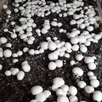 نمایشگاه بین المللی ایلام)همراه با وام چهاردرصد