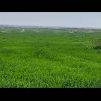 اجاره ۵۰ هکتار در دشت العباس