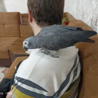 کاسکو نژاد تیمنه (دم شکلاتی)