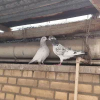 جفت کبوتر دوری ملقی صدا دار