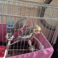 جفت مولد عروس هلندی