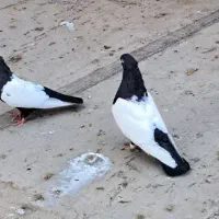 نرماده سینه سیاه|پرنده|دزفول, |دیوار