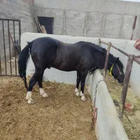 اسب جوان ۴ساله نر