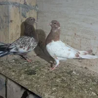 کله ای شهری|پرنده|بندر ماهشهر, |دیوار