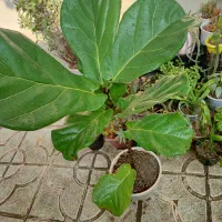 فیکوس لیتارا برگ پهن|گل و گیاه طبیعی|ارومیه, |دیوار