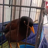 مرغ مینا سخنگو